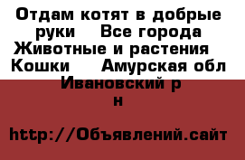 Отдам котят в добрые руки. - Все города Животные и растения » Кошки   . Амурская обл.,Ивановский р-н
